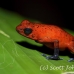 frog_dart_poison_tar_h_0721_cos1052.jpg